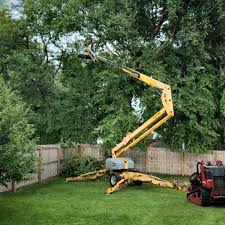 How Our Tree Care Process Works  in  West Elmira, NY