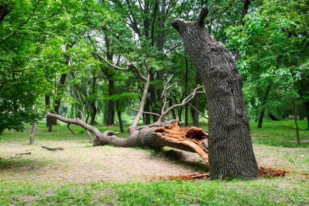 Reliable West Elmira, NY Tree Care Solutions